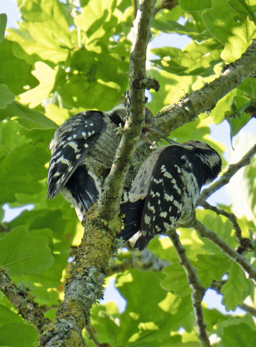 Nick Green tweet media