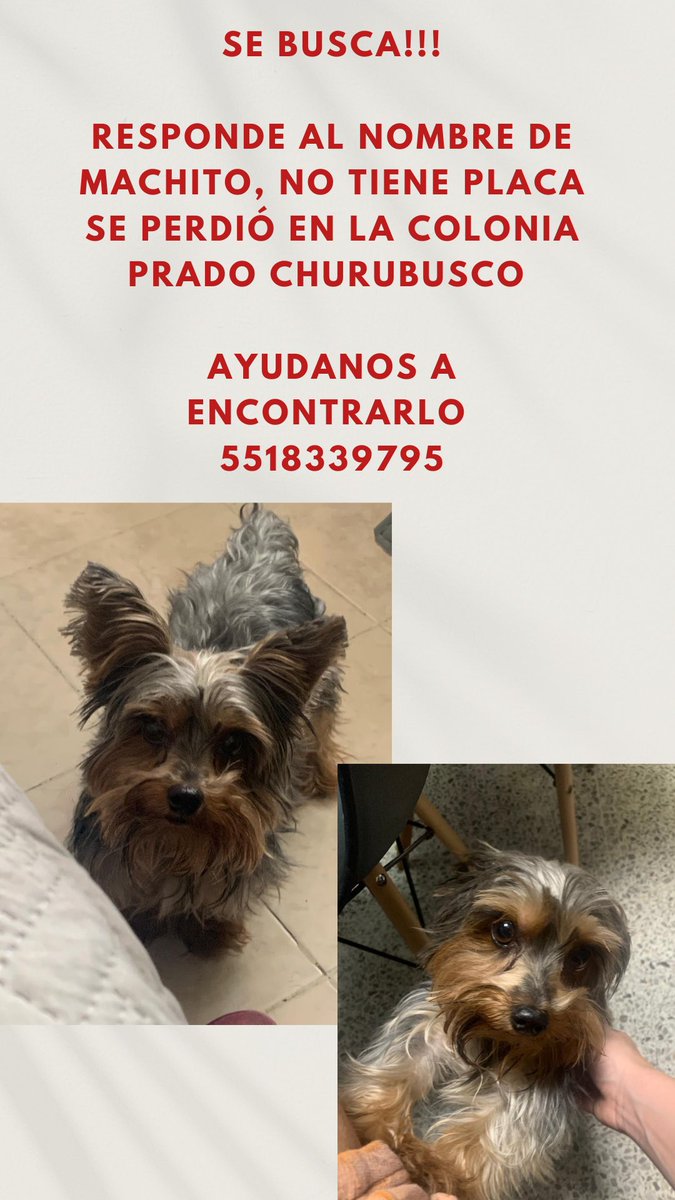 dannie_gs's tweet photo. Por favor ayúdenme a compartir!! Mi perrito se salió hace 1hr y no lo encontramos😭

Se perdió en la col. Prado Churubusco 💔 

@PrrosPerdidosMX @LaCampestre_Ch @PradoChurbusco @PaseosdeTaxquea https://t.co/kcdSSIjZOb