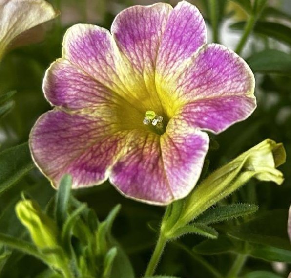 10月18日金曜日
皆様(  . .)"𝐺𝑜𝑜𝑑 𝑚𝑜𝑟𝑛𝑖𝑛𝑔︎ ☕️🍃少し寝すぎたかな🥱キラキラの金曜日
元気に無理無く頑張ろうね！笑顔溢れ1日をお過ごしくださいね☺️
☕飲んでʢ•·̫•ʡو ̑̑✧ﾌｧｲﾃｨﾝ!!今日もヨロピク!!(・ω<)-☆です金曜日のお花は色カラフルなペチュニア花
 #TLを花で一杯にしよう