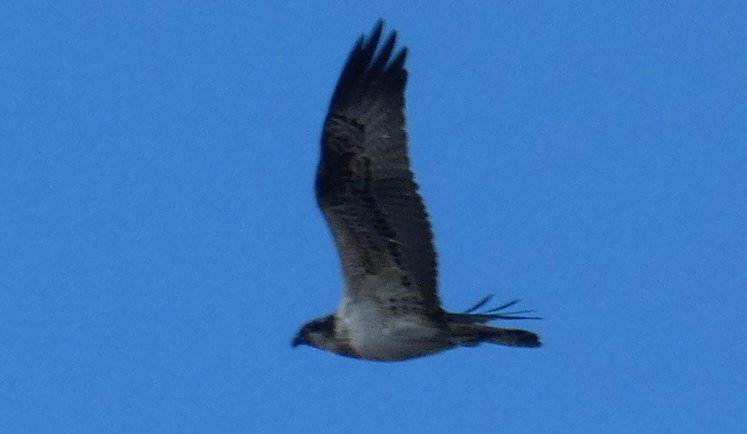 Semajsmada1's tweet photo. Didn't dare wish for a late season Osprey today, but our walk across Coombe Heath, RSPB Arne was suddenly blessed when this juvenile flew right overhead @RSPBDorset @harbourospreys..I remember when we didn't even have buzzards along this coast, nature can bounce back beautifully https://t.co/eCrrC40JdL