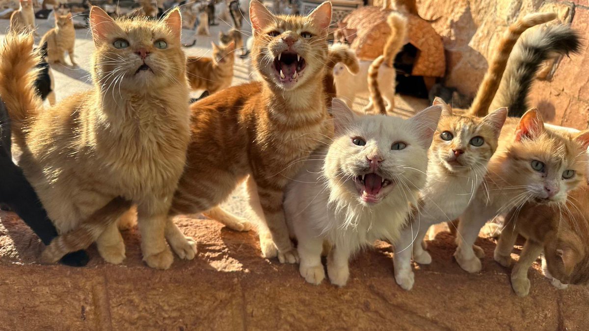 Good morning friends. To date thank God we have not found any cat bodies which is great news. We still can't understand if there are injured cats because many are still hidden from yesterday's terror. We have a lot of damage to windows, doors, fences etc. We are very tired of