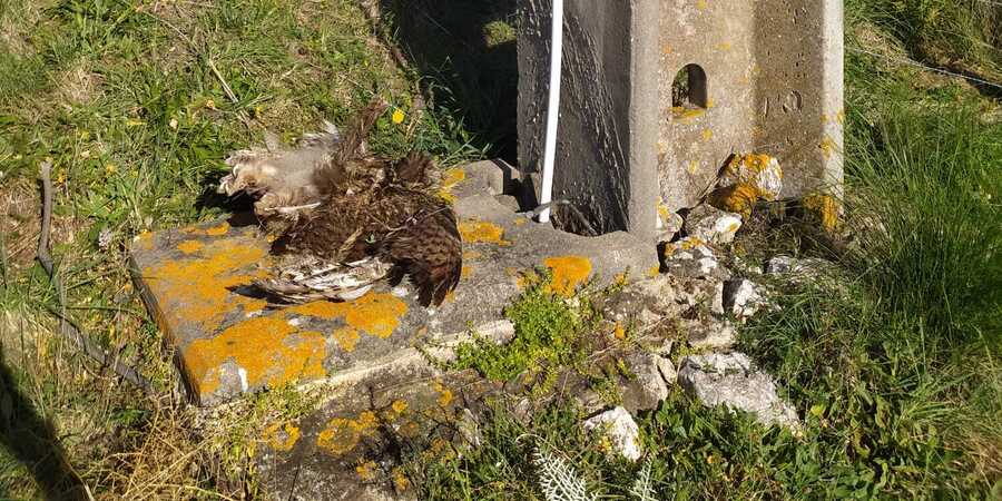 spea_birdlife's tweet photo. ⚡ ✍️ Se encontrar uma ave morta ou ferida que possa ter sido vítima destas situações, registe-a:
https://t.co/padExso6Al

#Wingspan2024 #SafeLines4Birds #SL4B
#PowerLines4Birds

@LPNatureza 
@SEO_BirdLife
@quercusancn
@SafeLines4Birds
@LPOFrance
@Energy4Europe
@LIFEProgramme https://t.co/8pirR2NP8j