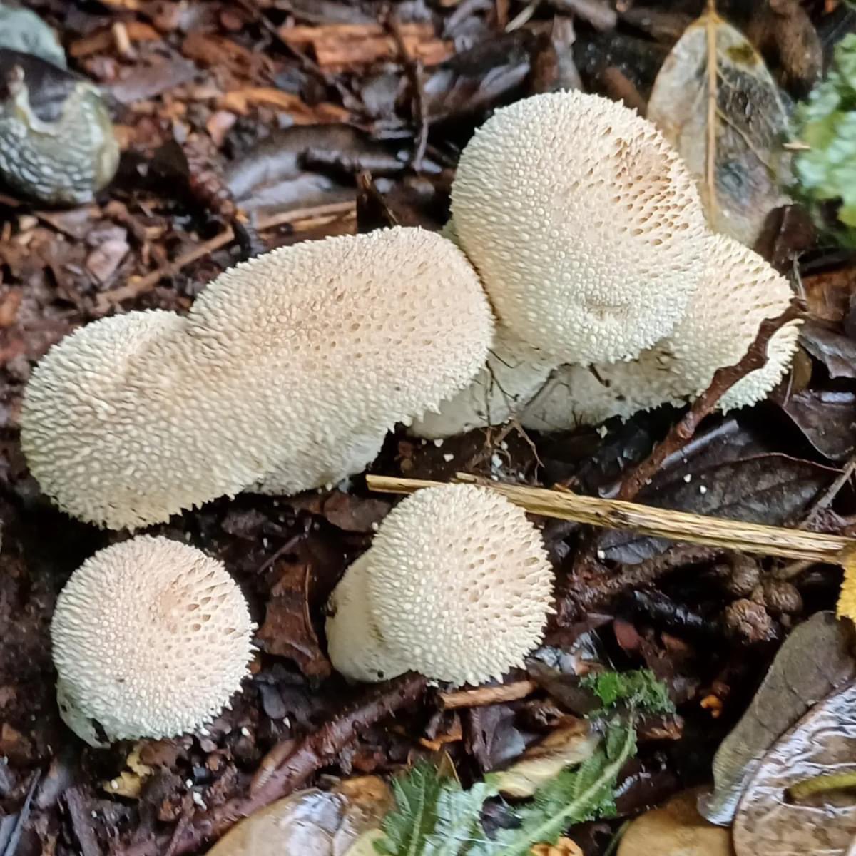 A nice crop of puffballs spotted this morning.