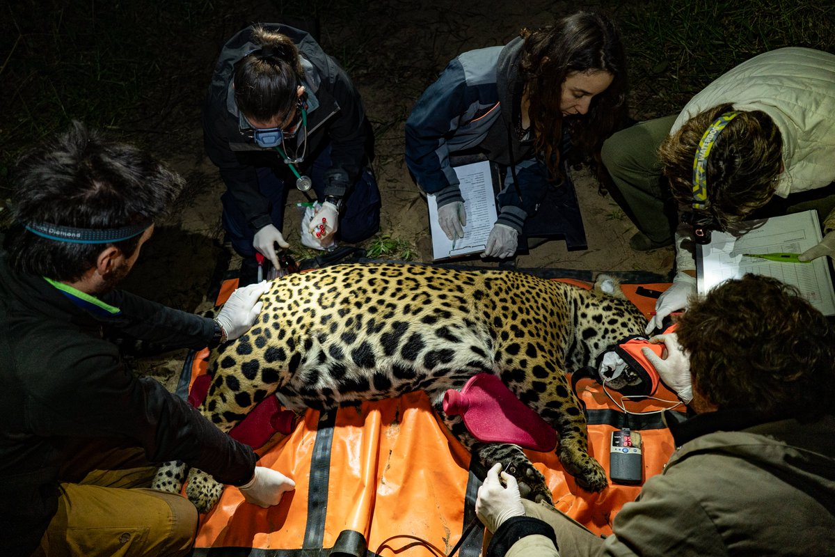 Corrientes declara de interés público la restauración de especies y ecosistemas. 

La nueva ley impulsa la restauración de los ambientes naturales en la provincia, reafirmando el liderazgo de Corrientes en la recuperación de especies a nivel nacional y regional.