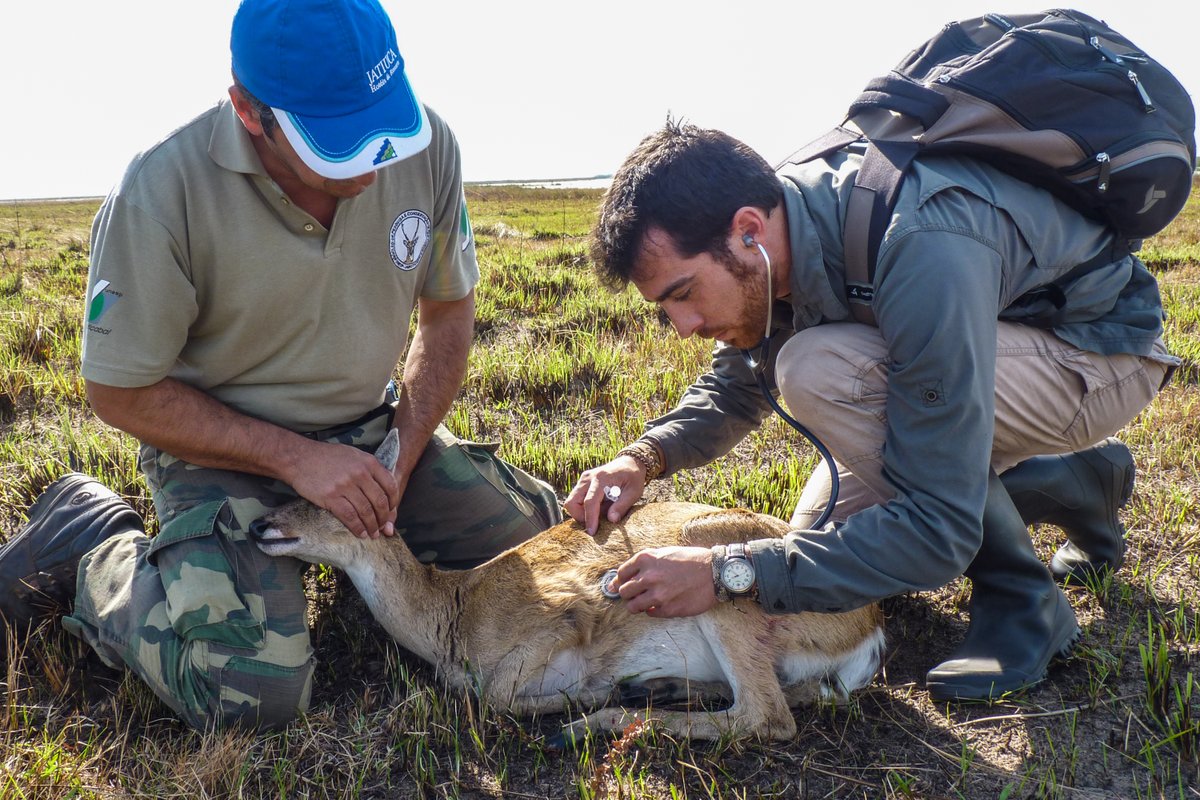 Rewilding Argentina tweet media