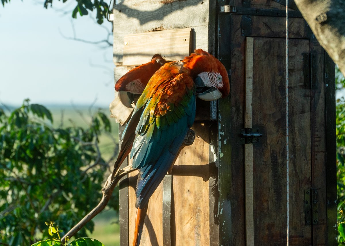 Rewilding Argentina tweet media