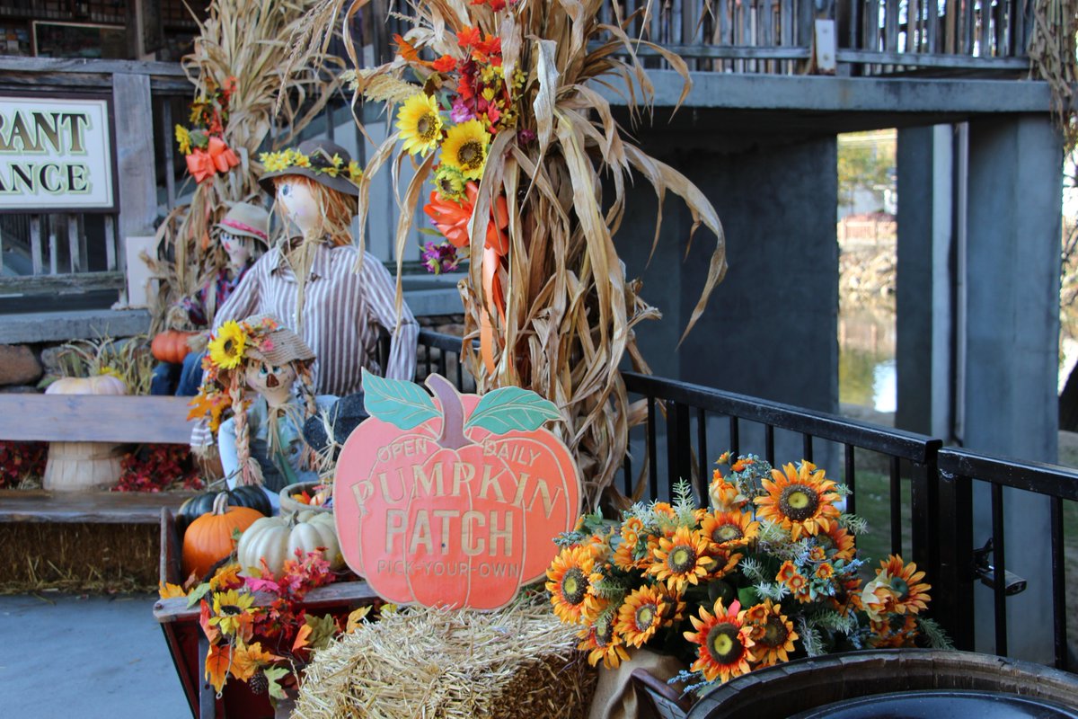 My_PigeonForge's tweet photo. Fall Fact: Pumpkins can be found around every corner of Pigeon Forge. π§‘π ππ
#mypigeonforge #fallvacation https://t.co/LbBhHNNyZm