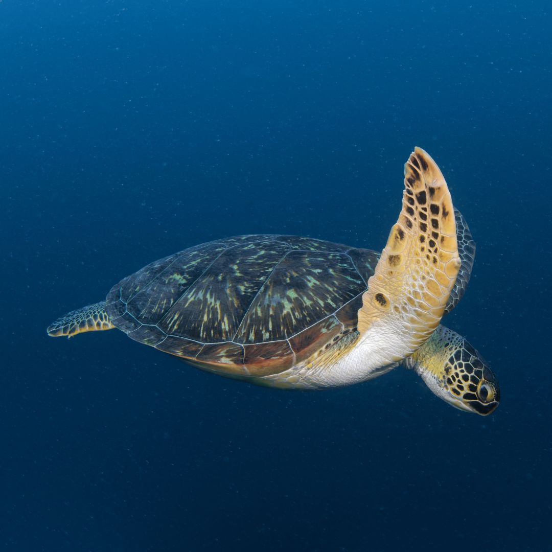 Turtles are frequently spotted at Guraidhoo Corner, offering a unique and memorable experience for divers and snorkelers alike. 
#Explore #marinelife #turtlesofinstagram #turtlelove #seaturtle