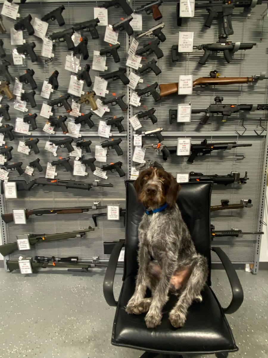 capegunworks's tweet photo. Do you want to talk to the man in charge or the dog who knows what's going on! #dogswhowork #draht https://t.co/pEf9M2aUfK