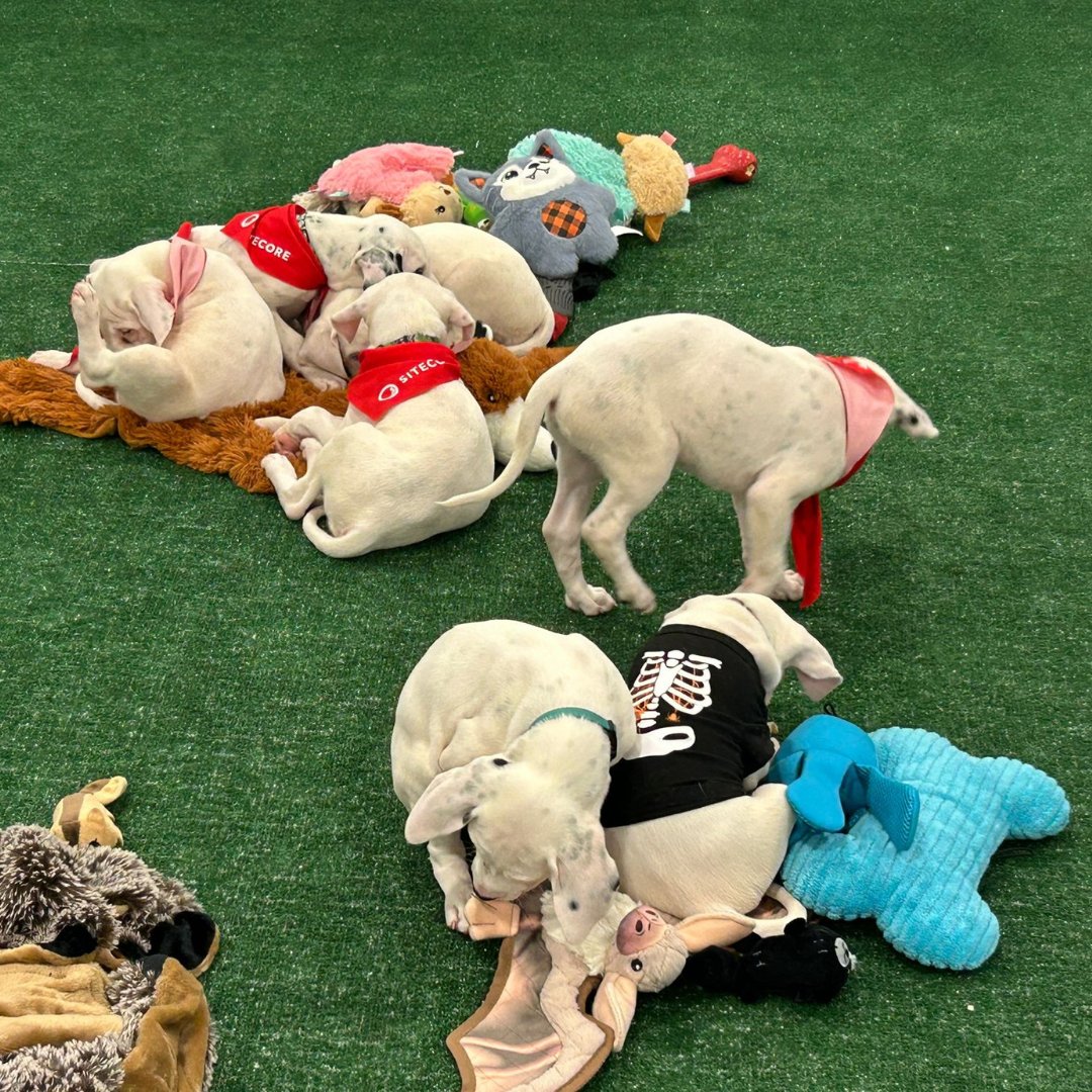 oremda_infotech's tweet photo. Puppy Break at Sitecore 🐾
Took a break from the Sitecore event to play with the cutest puppies at Gaylord Opryland! A Golden Retriever fell asleep on my lap, and a Border Collie kept me busy with fetch. Best moment of the day! 🐕💛
#PuppyLove #EventJoy https://t.co/dHKL46q29C
