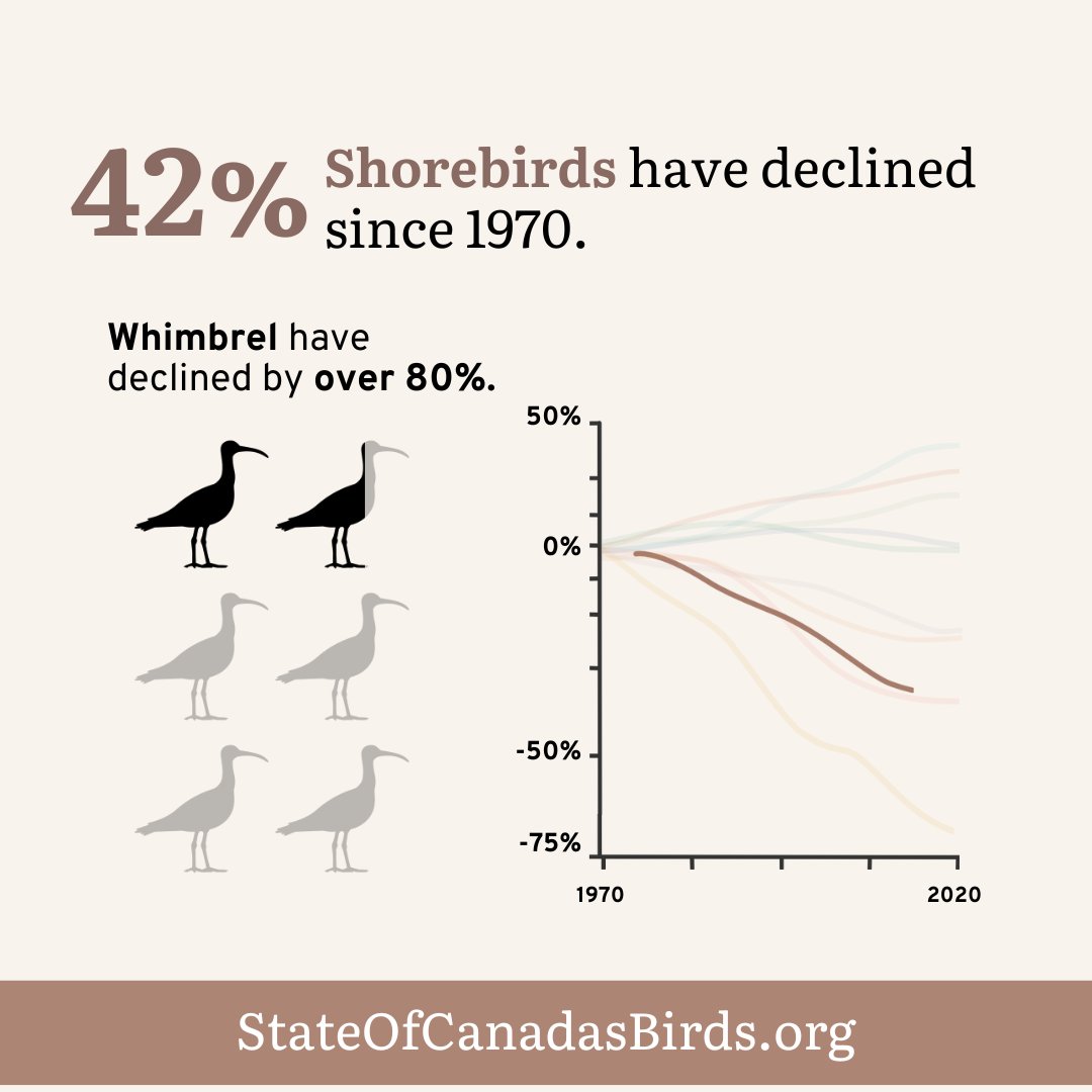 According to The State of Canada's Birds, shorebird populations have declined by 42% since 1980.

Easy actions can help shorebirds, like reducing plastic, and keeping dogs leashed on beaches. 

Learn more at StateOfCanadasBirds.org

Art: Shaylena Stenback

#stateofcanadasbirds