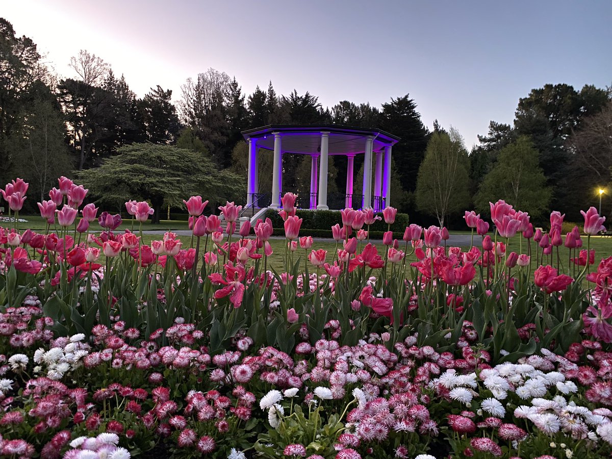 Sunshine_ERP's tweet photo. Spring flowers and DLD advocacy!  💜💛💜💛 https://t.co/NoaVL9LnJZ