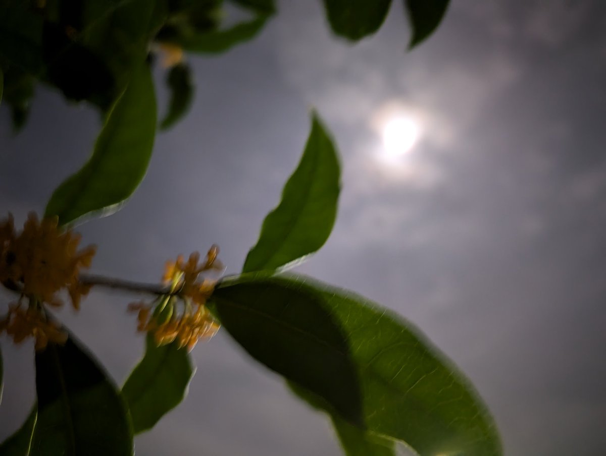 mayuyu164's tweet photo. #昨夜
#スーパームーン
#supermoon 
大きくてまんまる
#金木犀 の香りと #おぼろ月

#月光浴

今日もみなさんにとって
笑顔あふれる1日になりますように(*˘︶˘*).｡.:*♡

#20241018 https://t.co/Eygf7DUIaW