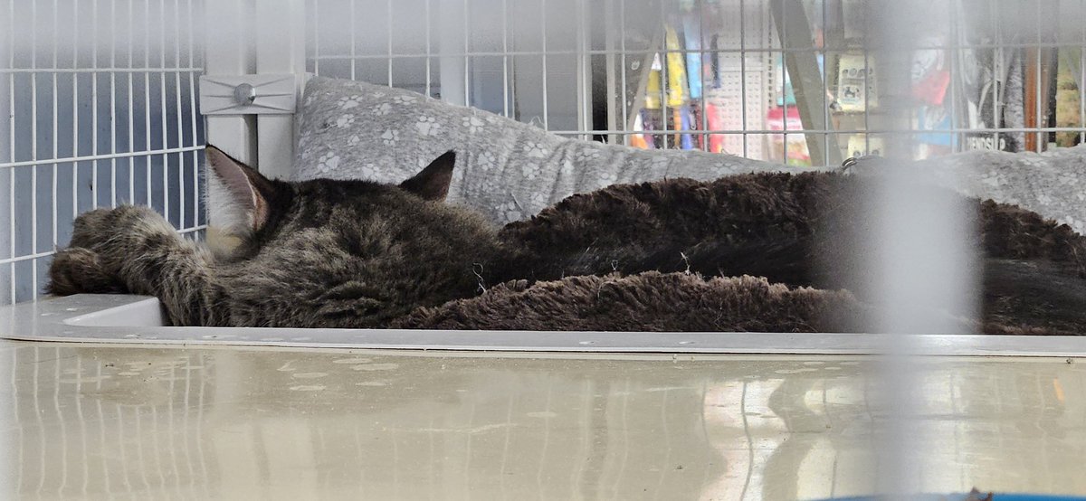 ponyace's tweet photo. How about this in-cage #pawwork (and toe tufts!), @BitchestheCat? Sebastian is 5-years-young and looking for a home through Merrick, NY's Kat Connection. https://t.co/l4ZvEhvbif