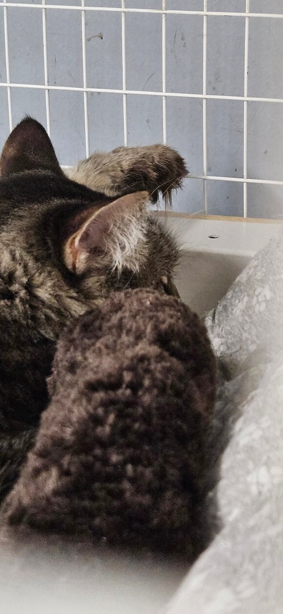 ponyace's tweet photo. How about this in-cage #pawwork (and toe tufts!), @BitchestheCat? Sebastian is 5-years-young and looking for a home through Merrick, NY's Kat Connection. https://t.co/l4ZvEhvbif