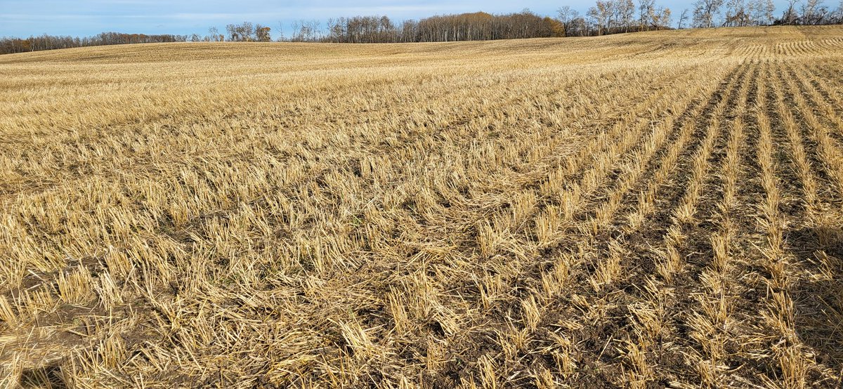 Sheldon Dowling tweet media