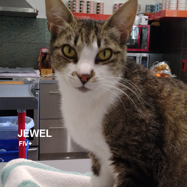 SNAP Cats tweet media