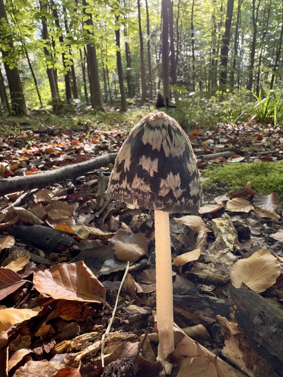 Sheep’s Head Nature tweet media