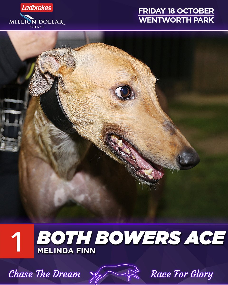Who wins the 2024 <a href="/ladbrokescomau/">Ladbrokes Australia</a> #milliondollarchase?

1. Both Bowers Ace
#TheHound says: Honest as they come and he has a wonderful record here, however he can push to the middle of the track and there's a stack of pace in five, six and seven.

#thedogs #MDC #greyhoundracing