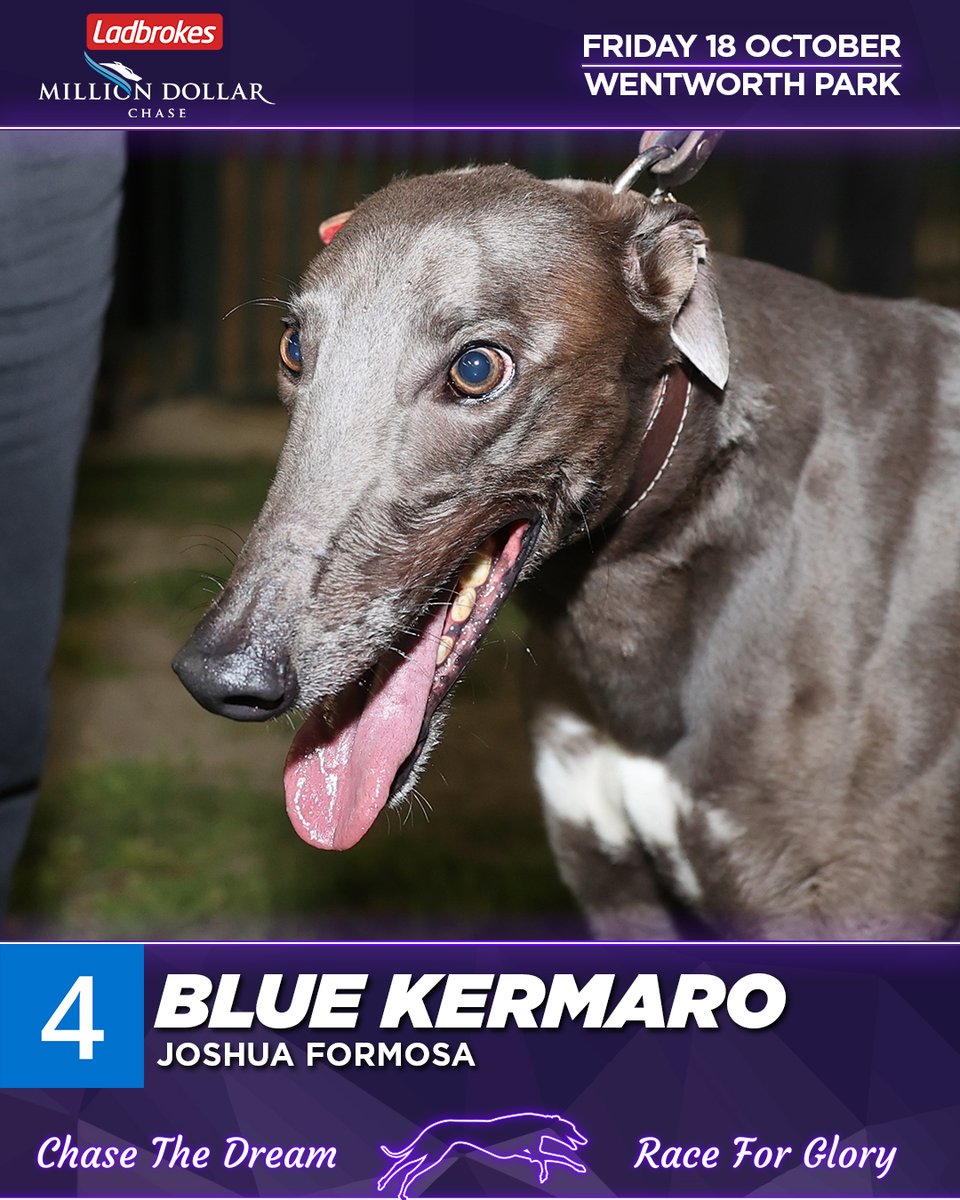 Who wins the 2024 <a href="/ladbrokescomau/">Ladbrokes Australia</a>  #milliondollarchase?

4. Blue Kermaro
#TheHound says: Explosive Victorian speedster and he took a big scalp here last week, however, he began a lot better than he normally does. Pace in five is a worry.

#thedogs #MDC #greyhoundracing