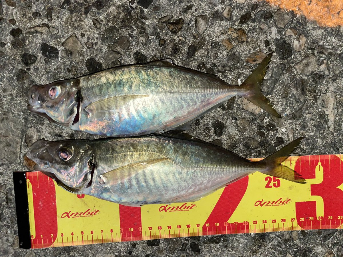 same0928's tweet image. 下津井沖
数は釣れんかったけど、
このサイズはかなり嬉しい😘