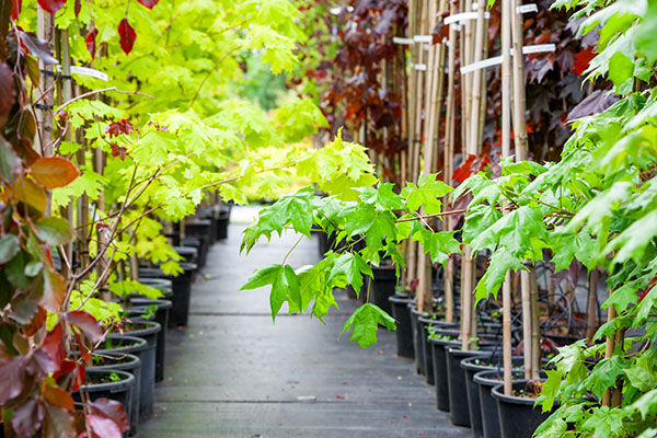 VerizonGreen's tweet photo. Free trees, please! 🌳 Texas residents can come on out to Public Works, 2525 8th St Ingleside, TX, 78362 from 9am – 12pm on 10/19 and pick up a free tree! Proud to partner with @arborday on this tree-rific event where 400 trees will be distributed! #WorkGreenLiveGreen https://t.co/ZYDpozYEvd