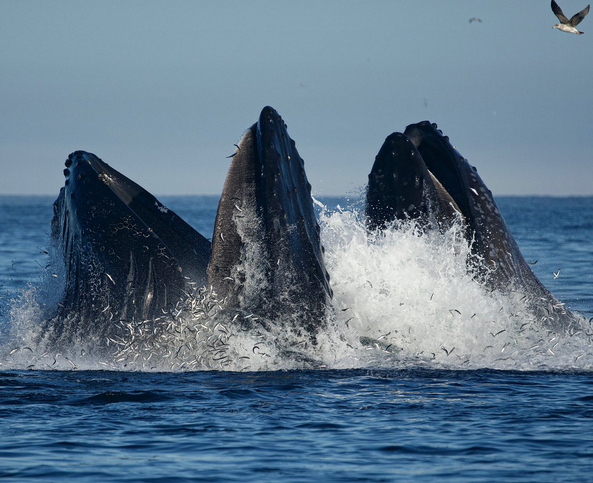 MBayWhaleWatch's tweet photo. Humpback whales every day, and killer whales multiple days a week throughout the month of Sept and Oct! Join us daily at 9am, 10am, and 230pm! 
Photos by Marine Biologist Colleen https://t.co/gE9NKv7uw5