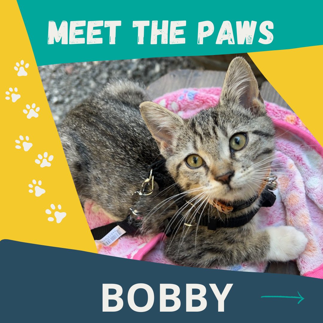 cultivatePDX's tweet photo. Found late this summer scared and hungry, miss Bobby has had quite the glow up. Her mom Kassy took her in without hesitation and named her after a beloved friend.

#catnap #workcat #meetthepaws https://t.co/fYfE1cIFi6