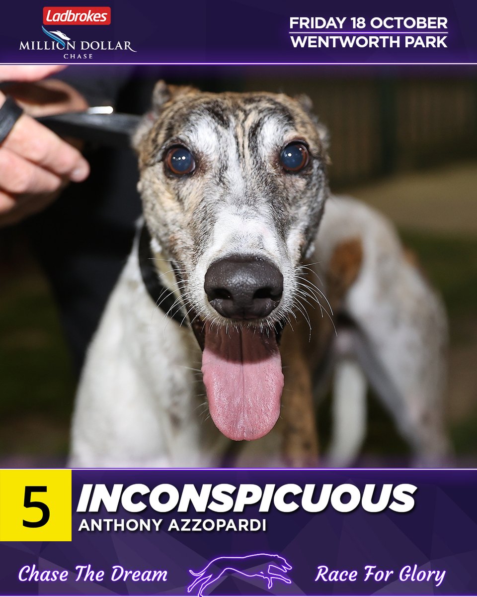 Who wins the 2024 <a href="/Ladbrokescomau/">Ladbrokes Australia</a> #milliondollarchase?

5. Inconspicuous
#TheHound says: Has really gone to another level since joining the Azzopardi kennel and he has been spearing the lids of late. Should be first to the rail, hard to reel in.

#thedogs #MDC #greyhoundracing