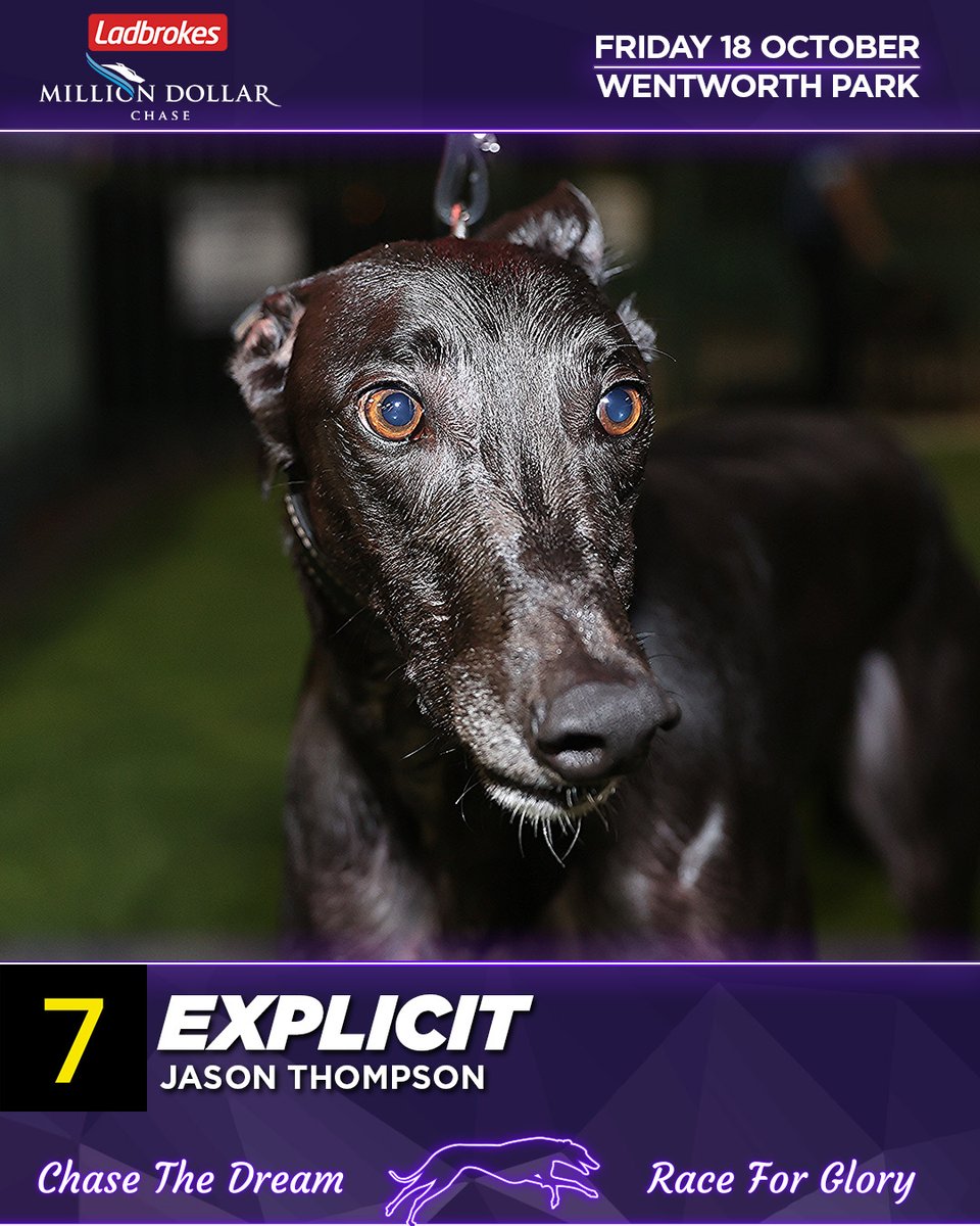 Who wins the 2024 <a href="/Ladbrokescomau/">Ladbrokes Australia</a> #milliondollarchase?

7. Explicit
#TheHound says: Arguably the fastest sprinter in the land and he was a dynamic heat winner. He can be risky early but he drops the hammer quickly, threat with luck at the bend.

#thedogs #MDC #greyhoundracing