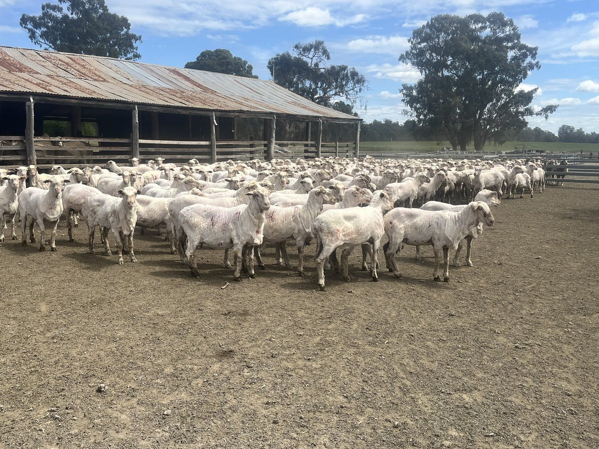 Finally found the winning trifecta to make it rain … loading grain, shearing and baling hay!! That said I’ll take the rain any day 🌧️👍🏻