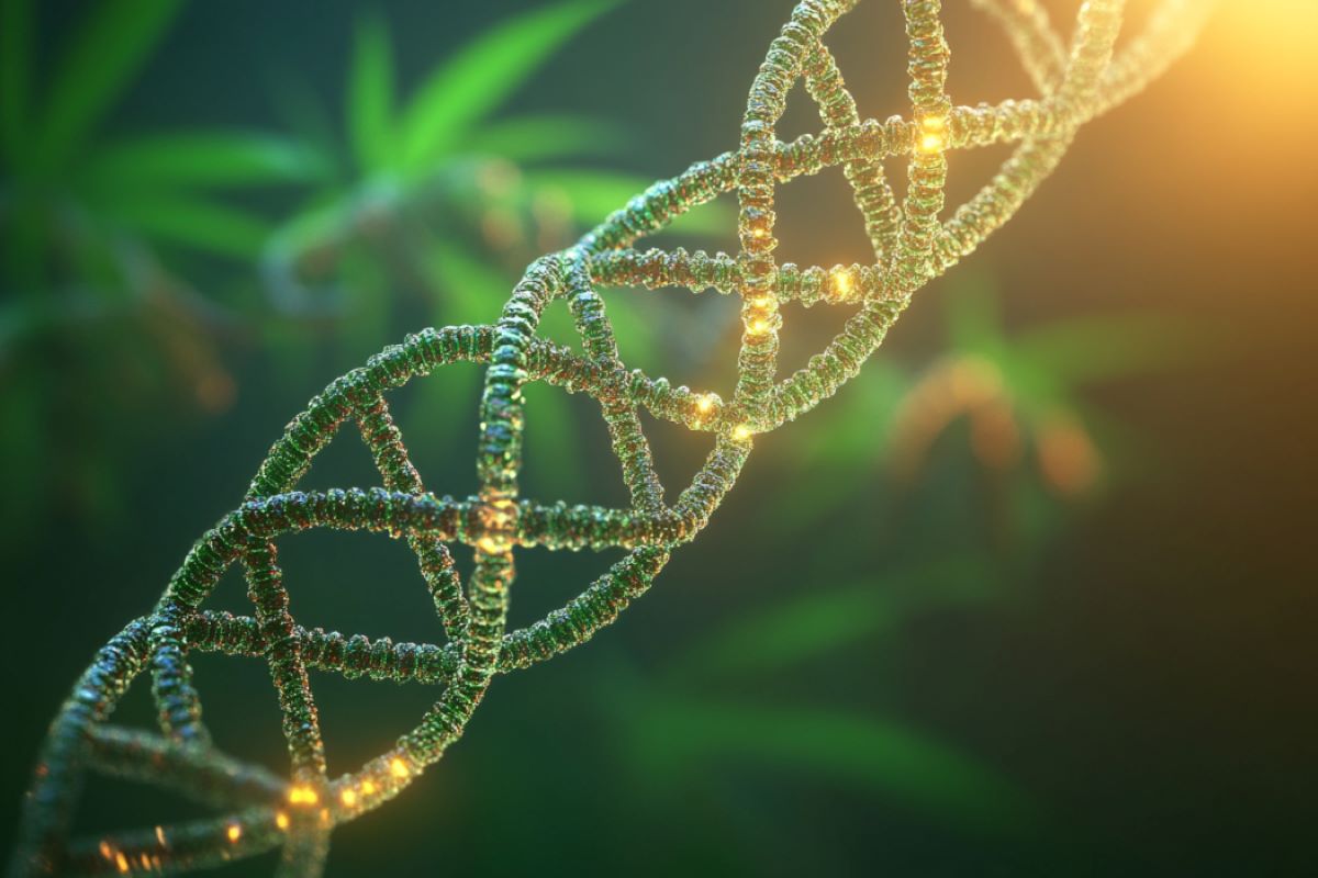 Cannabis Leaves Molecular Marks on DNA Linked to Psychosis

A new study reveals that frequent use of high-potency cannabis leaves unique molecular marks on DNA, particularly impacting genes related to energy production and immune function. 

By analyzing DNA methylation—a process