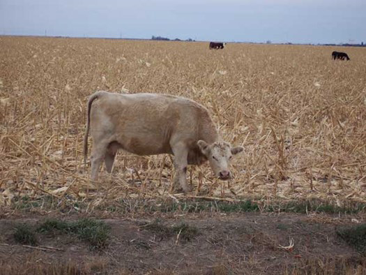 This eUpdate has articles on management options when planting #wheat late, factors to consider before baling #corn residue, the nutritive value of crop residues for grazing, and answers to questions about #forage insurance.  bit.ly/3Yb7x2f