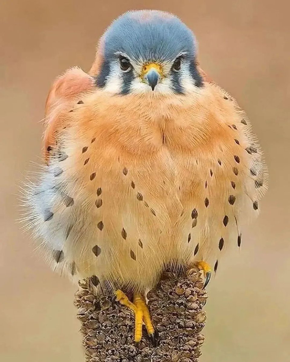 GaHyEWGb0AE67F2?format=jpg&name=medium