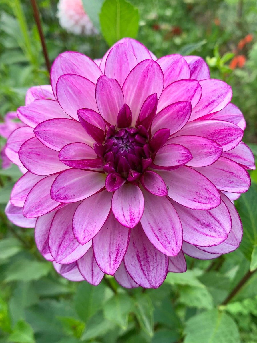 Dahlia love 💗
#garden #flowers