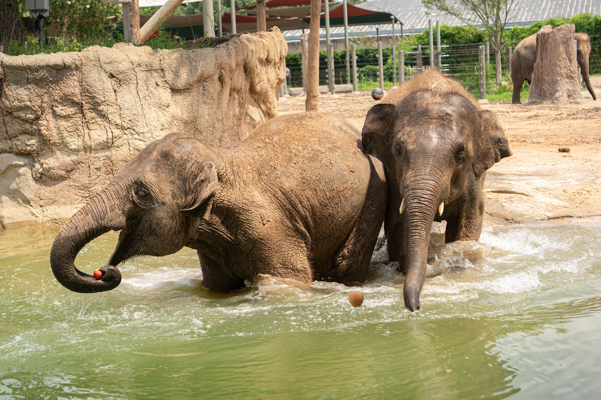 houstonzoo's tweet photo. 👏 Your Houston Zoo recently received five Top Honors awards at the 2024 @zoos_aquariums (AZA) Annual Conference. This remarkable accomplishment underscores our commitment to conservation, education, sustainability, and inclusion. Read more: https://t.co/X4aKZ6yBc3 https://t.co/zllTsRIh25