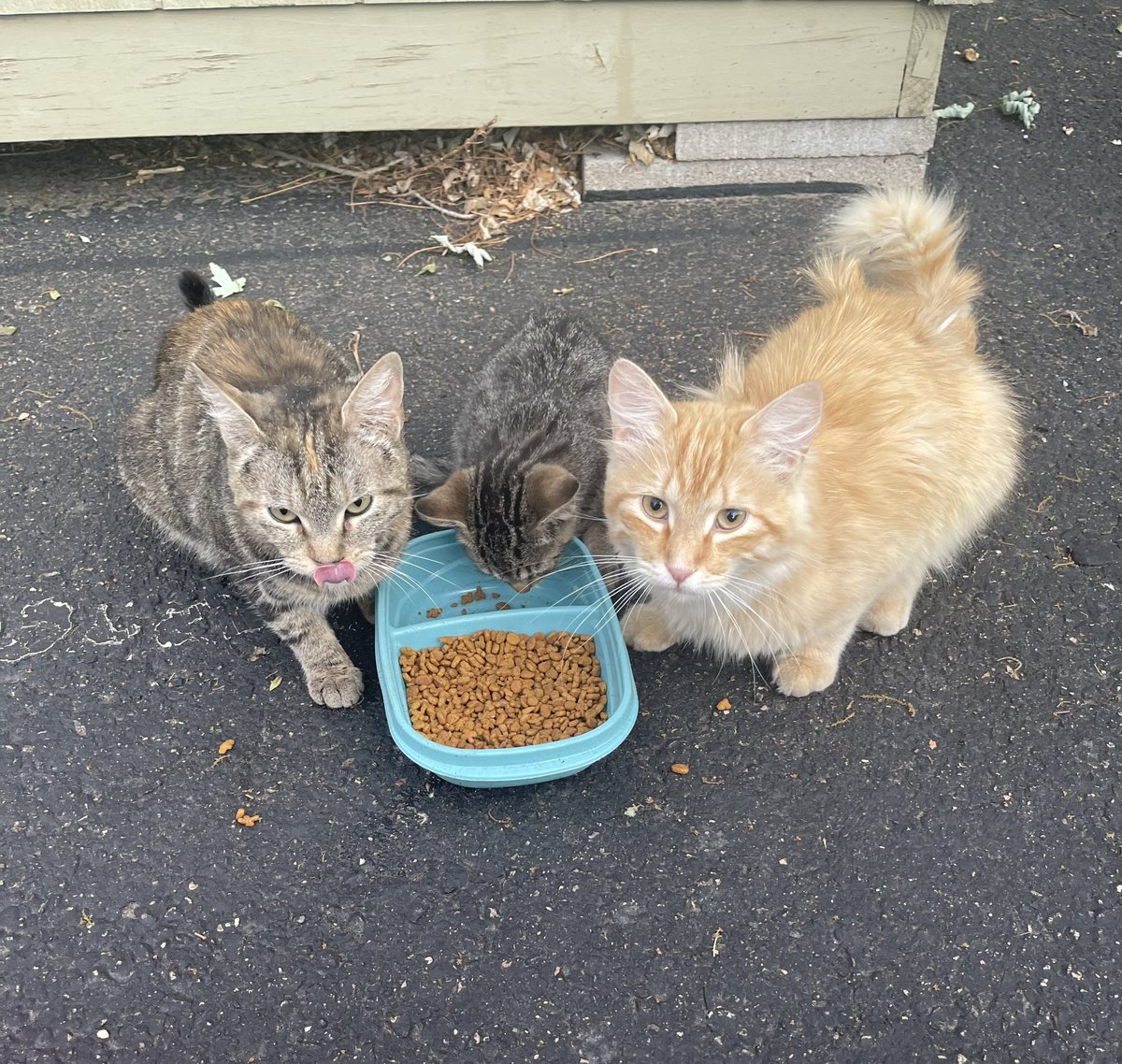 GrayRendering's tweet photo. @SinisterNails @feederofcats she is very clever, has taught herself how to play fetch, open certain doors, and once replaced a plant she uprooted with her similarly shaped toy in the heist of the century.  But her father is orange and it shows. (They were TNR'D) https://t.co/3OZNGUd54C