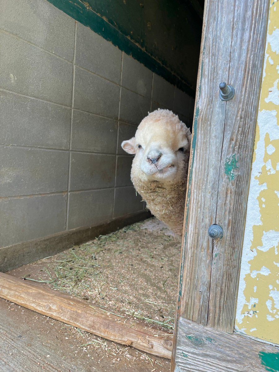 englandhill_zoo's tweet photo. ⊂((・⊥ ・|     |
#ひつじ #ひまり https://t.co/WYKeo8rfkh