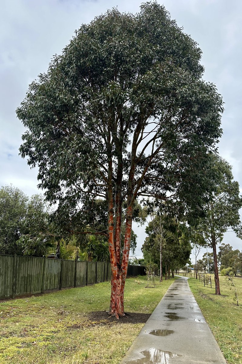 Spectacular gum tree red trunk after heavy rain this morning in Melbourne region.