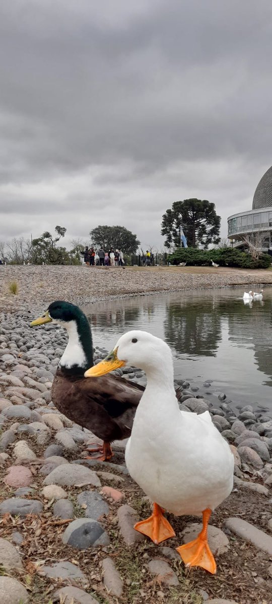 🪿🪿🦢🦢🌵🌴🌾