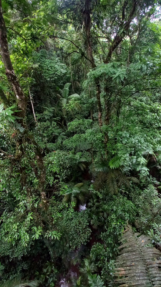 debi_ed's tweet photo. Canopy of the rainforest 🌳🍂 https://t.co/5dxJtf4oM1