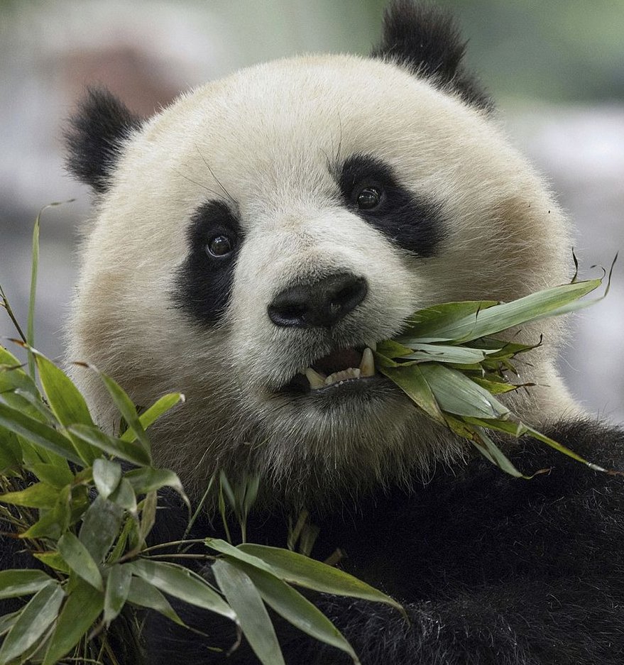 0xxsge's tweet photo. @FLS_OTC your new profile picture is soooo cute is that panda named #Qingbao #Sol ca:4P4J3fWmyvPzQX4TeRqf5hhYKVxKwuDQa2SMtMdwpump
https://t.co/GQuWV96gLE https://t.co/0ofIoFK6NO