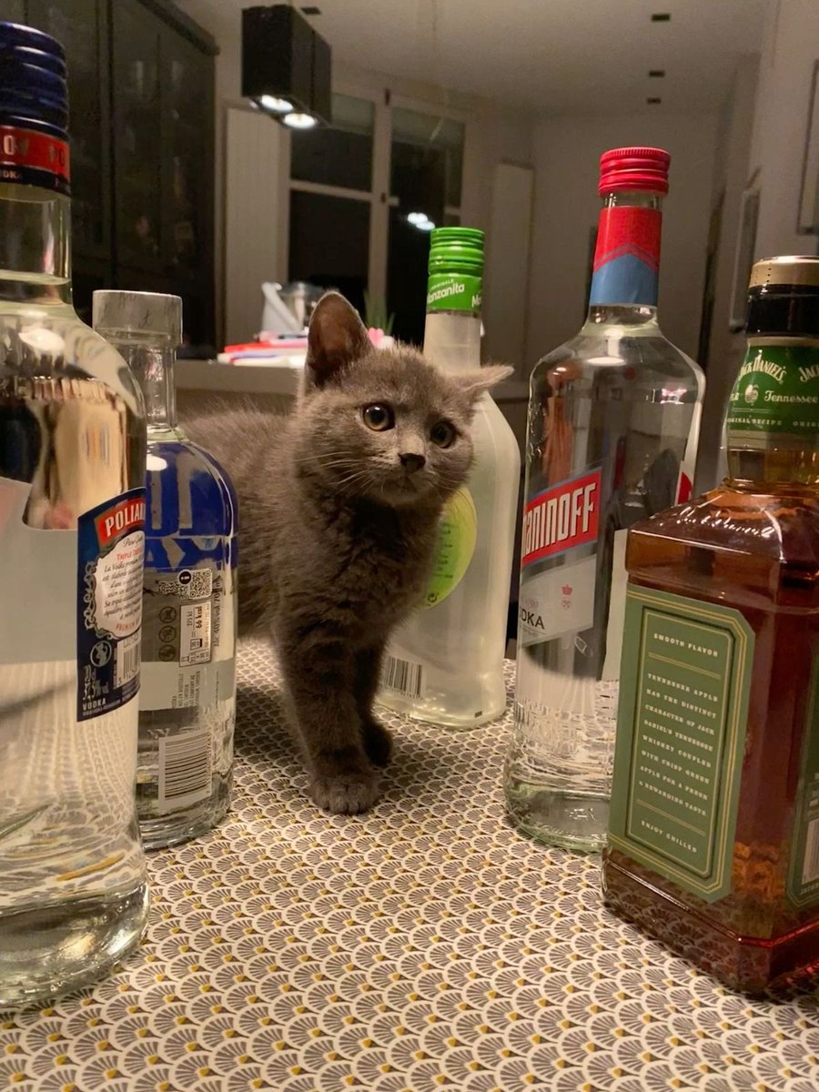 PunchingCat's tweet photo. bartender https://t.co/eb4X38Rgb8