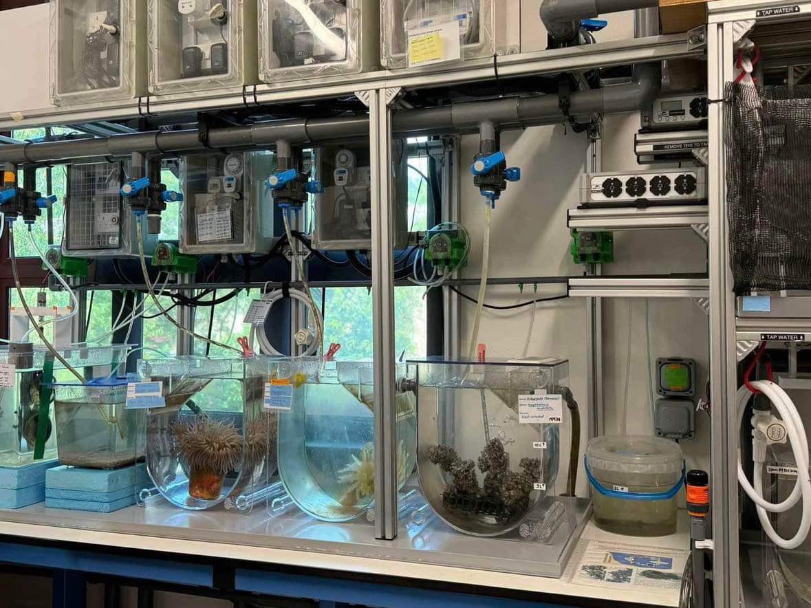 COCC_PSU's tweet photo. 🌊 Our PhD student, attended the Marine Monitoring for Action Workshop 2024, organized by the St. John's Island Marine Laboratory in Singapore from October 7-11, 2024.

#COCCPSU #MMAworkshop2024 🇸🇬 https://t.co/TCFANJRvOO