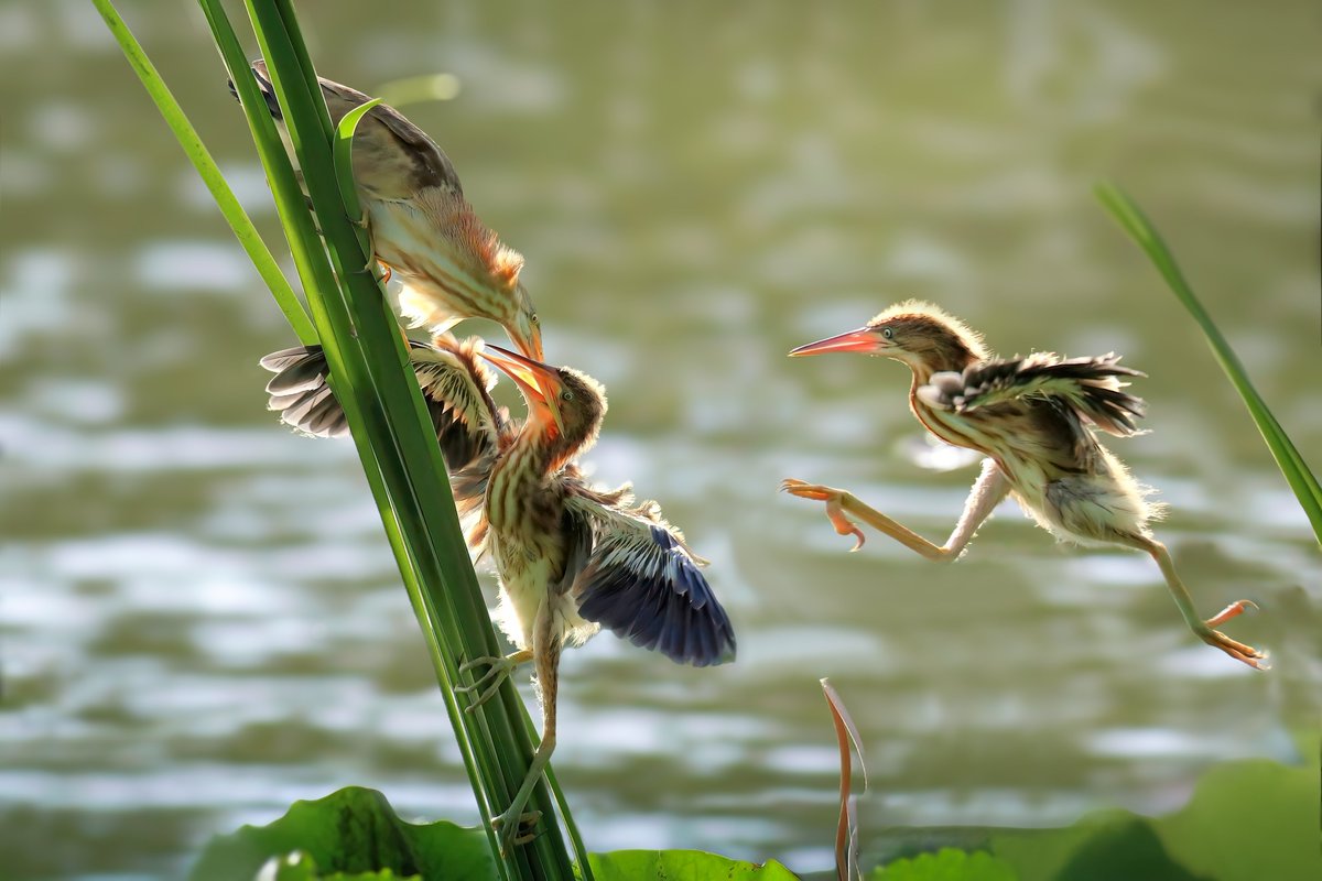 TaizhouCity's tweet photo. πΏποΈ The Yellow Bitterns are breeding a new generation at #Taizhou's Willow Garden! Visit and witness these magnificent birds in their natural habitat.
#TaizhouNature #BirdWatching #YellowBitterns https://t.co/G7QX12oeNx