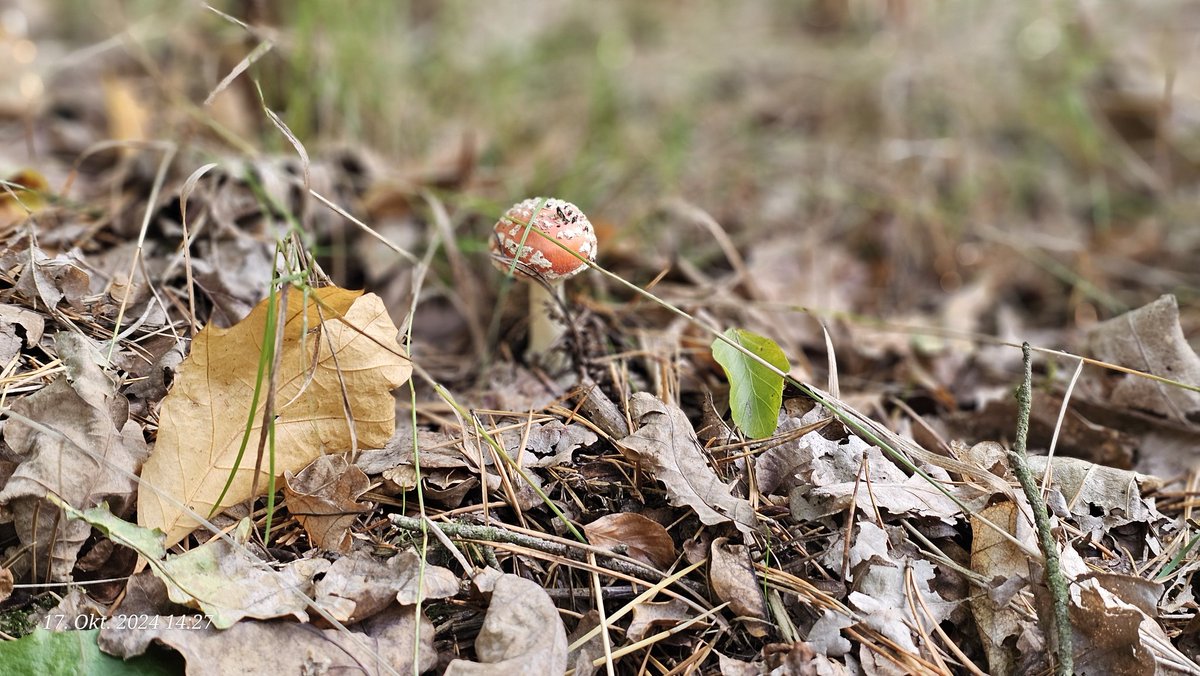 Heute mal Pilze 🍄 suchen gewesen