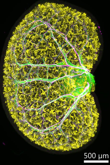 Lori O'Brien tweet media