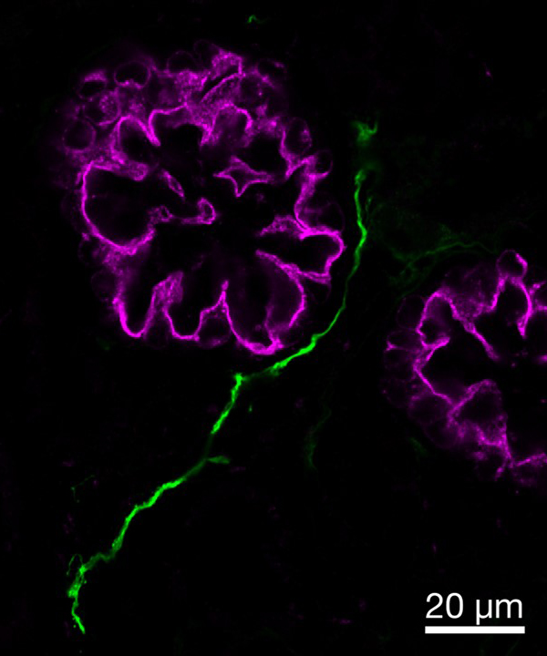 Happy to share our latest manuscript now out in Cell Reports! In lieu of a Tweetorial, I'll post amazing images from the manuscript and please check out the article for our spatiotemporal mapping of kidney innervation and new findings! cell.com/cell-reports/f…