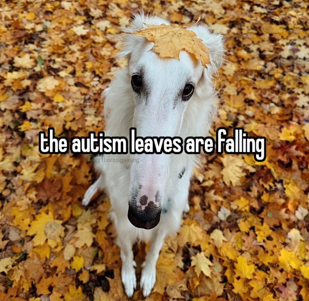 1borzoigaming's tweet photo. 406
#borzoi #borzoitwt https://t.co/Bm82HshSq5