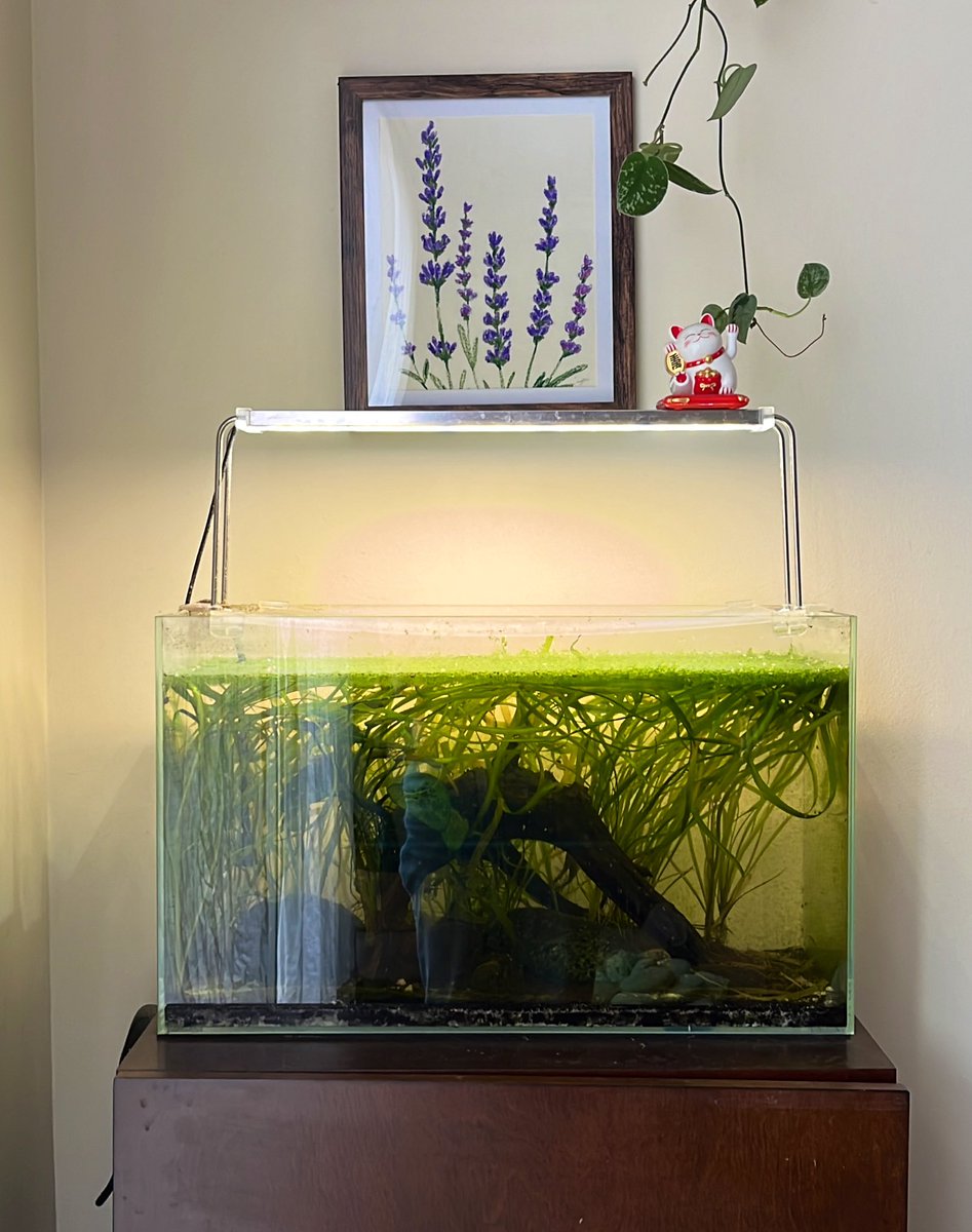 vivtsg's tweet photo. Hung my lavender painting over my overgrown fish tank 

#art 🖼️ https://t.co/JAraySkMAH